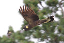 Yellow tailed Black Cockatoo, Newport