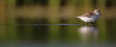 Red-necked Stint, Werribee