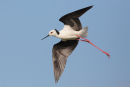 Black-winged Stilt, Werribee