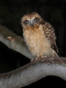Southern Boobook chick, Werribee