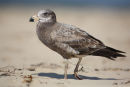 Pacific Gull, Barwon Heads