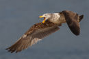Pacific Gull, Barwon Heads
