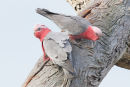 Galahs, Little River