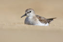Red -necked Stint, Barwon Heads