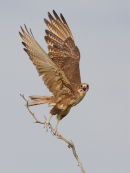 Brown Falcon, Werribee