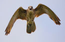Brown Falcon, Werribee