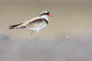 Black fronted Dotterel, Werribee