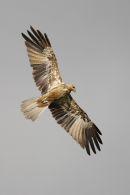 Whistling Kite, Werribee