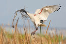 Australian White Ibis, Williamstown