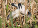Australian White Ibis, Williamstown
