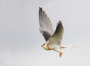 Black shouldered Kite, Geelong