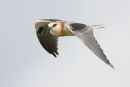 Black shouldered Kite, Geelong