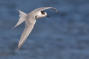 Common Tern, Williamstown