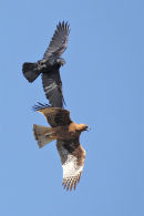 Little Raven attacking Little Eagle, Werribee
