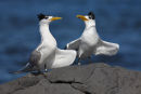 Crested Terns, Williamstown