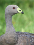 Cape Barren Goose, Werribee