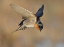Welcome Swallow, Point Wilson