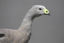 Cape Barren Goose, Phillip Island