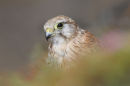 Nankeen Kestrel, Phillip Island