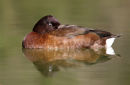 Hardhead, Newport Lakes
