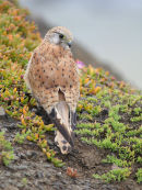 Nankeen Kestrel, Phillip Island