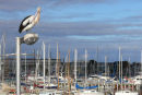 Pelican, Williamstown Marina