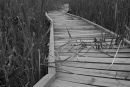 Overgrown Boardwalk, Bairnsdale