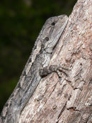 Jacky Lizard, Warrandyte