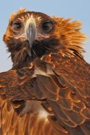 Wedge tailed Eagle, Little River