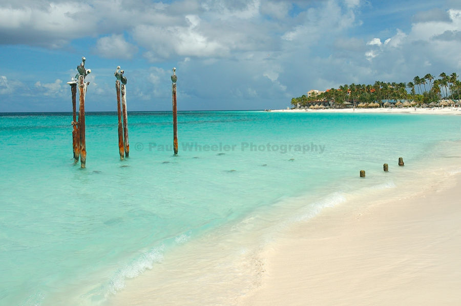 Aruba Druif Beach The Best Beaches In World Paul Wheeler Photography Pelicans At Druif Beach Aruba